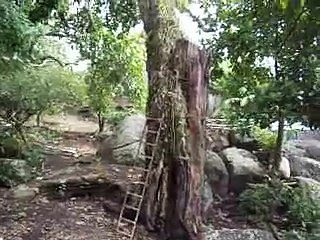 Galinha faz ninho em  cima de jaqueira