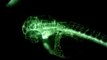 Zebra Fish with GFP (Green Fluorescent Proteins)