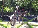 Roger Williams Park Zoo in Providence, RI
