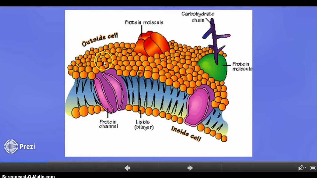 Plant VS Animal Cell