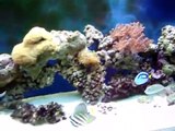150 gallon reef aquarium setup update