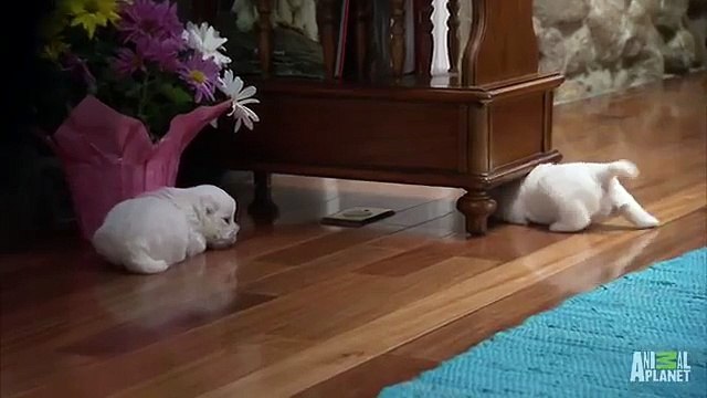 L분당출장안마L/OIO+2156+4202/ 긴생머리순두부피부 분당출장마사지 WEST성남출장안마[분당출장안마]