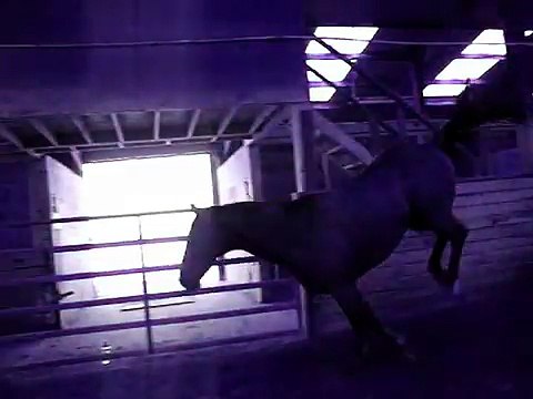 Horses Free Jumping 2'-4'7