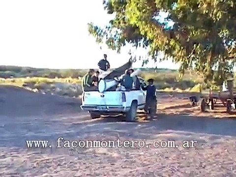 Colección Monteria Criolla con Dogos Argentinos