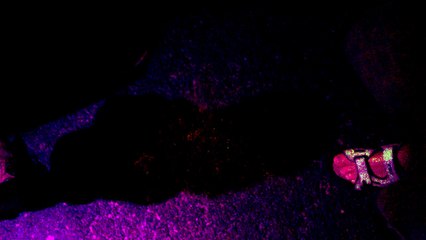 Le Cirque de St Petersbourg à Quimper le 28 juillet 2015 #11