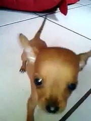 PINSCHER FILHOTE 1 MES E 24 DIAS