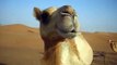 Face to face with a camel in the desert in Dubai, UAE