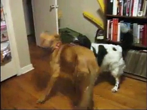 Female Dog Humping Male Dog's Face