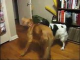 Female Dog Humping Male Dog's Face