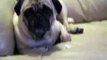 Funny Pug Chewing Gum