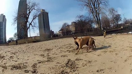 Eko's Snow Day - Chicago - Marking Our Territory Blog