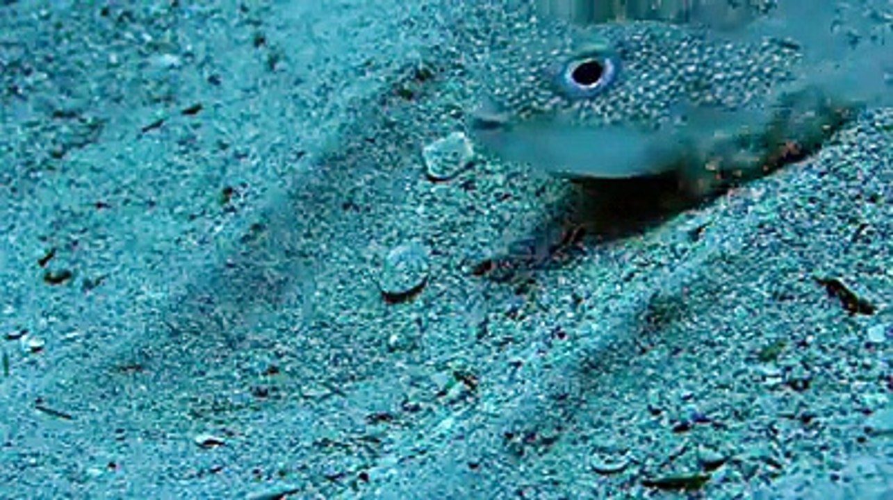 Amazing Fish