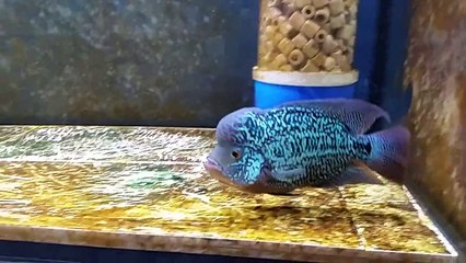 Best of ornamental fish in the Aquarium