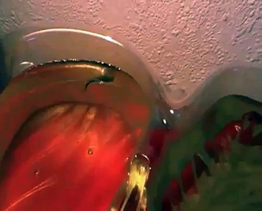 Triops longicaudatus