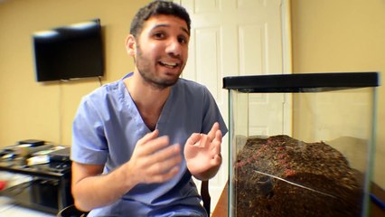 King Baboon Tarantula (Pelinobius muticus) Bite Experiment