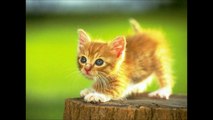 Słodkie kotki i pieski by Anu
