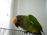 Conure - Pixie Says Good Morning