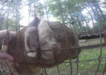 Zoo Visitor Risks Fingers to Pet Cougars