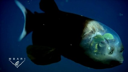 Macropinna microstoma - A deep-sea fish with a transparent head and tubular eyes