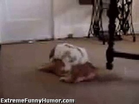 Horny Rabbit Humps Cat