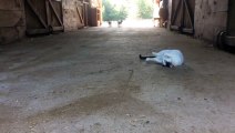 Un chat rencontre 2 bébés chèvre - Adorable