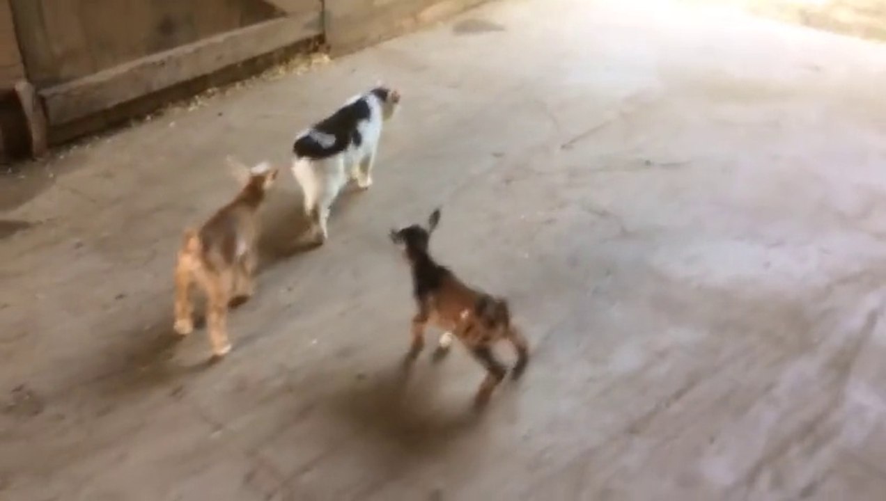 Cat is not impressed by two baby goats
