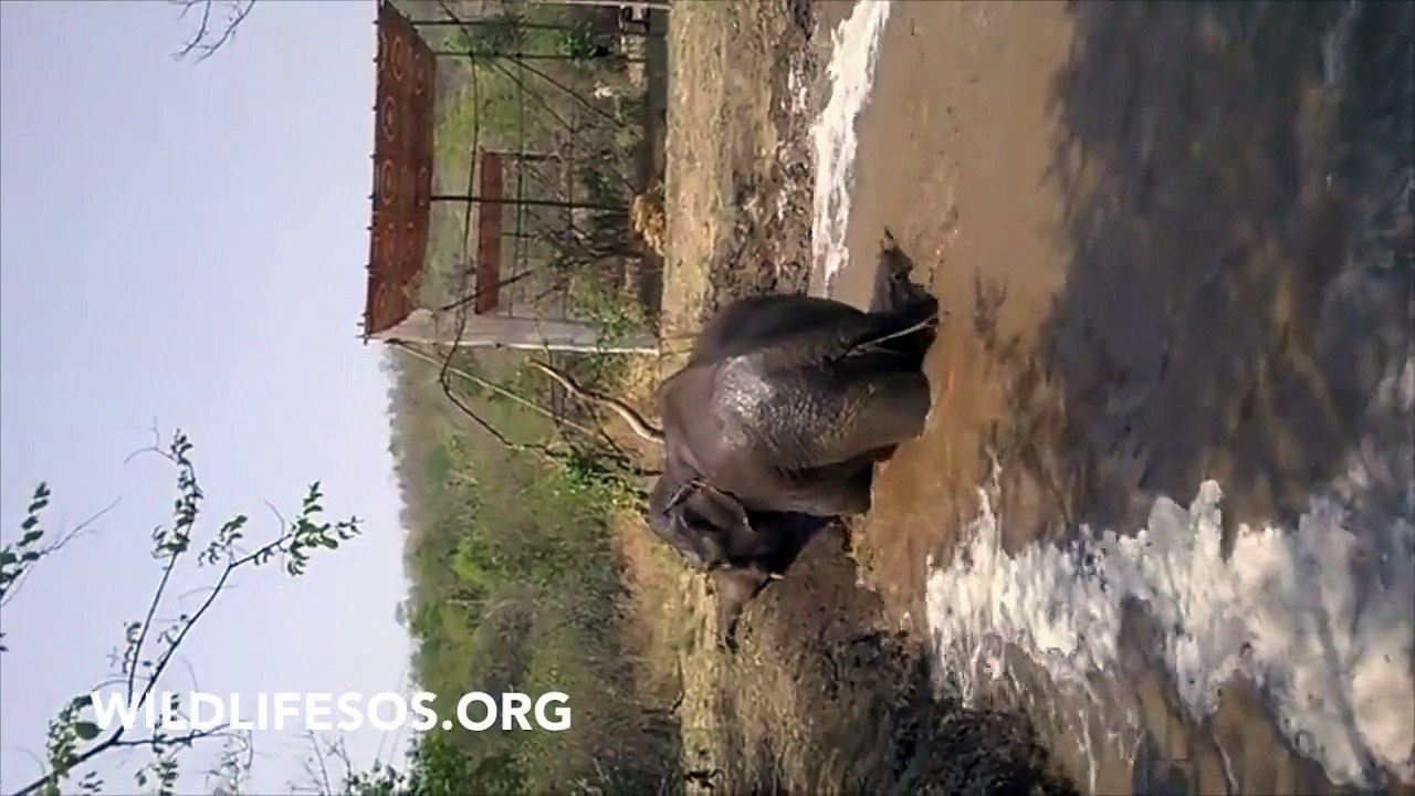 Nut Herd's First Splash!