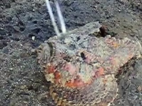 ядовитая рыба камень на пляже