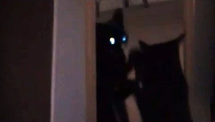 Cat VS. Cat in Mirror with glowing eyez
