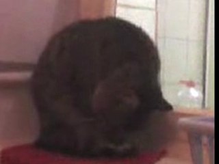 Le chat qui fait dodo "debout"