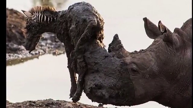 Zebrayı Kurtarmak İsterken Öldüren Gergedan