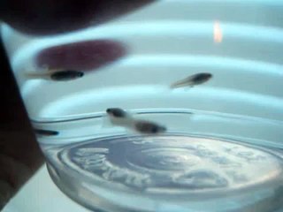 3 Week Old Guppy Fry Up Close