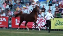 ETERNAL - arabian stallion, 2013 Senior Bronze National Champion Stallion of Poland