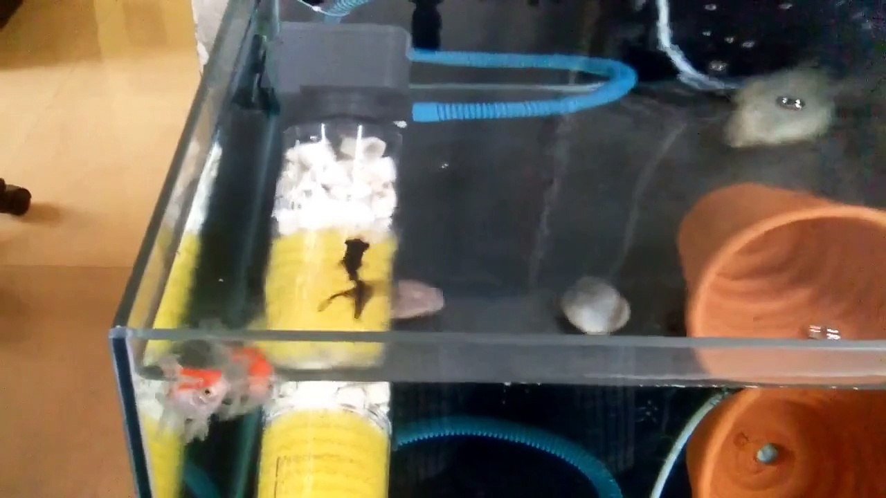 Feeding My Goldfish!