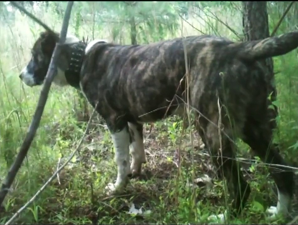 Central Asian Shepherd Alabai  Watching Property Line