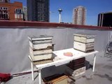 City Hostel Seattle Rooftop Bee Hives!