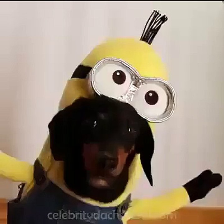 (1)  Funny  minion