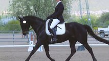 For Sale: $23,000 - Dressage Black Beauty - Thoroughbred Mare