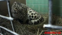 Snow leopard actually giving birth ☆ Animals Giving Birth 2015