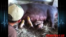 Pigs giving birth ☆ Animals Giving Birth 2015