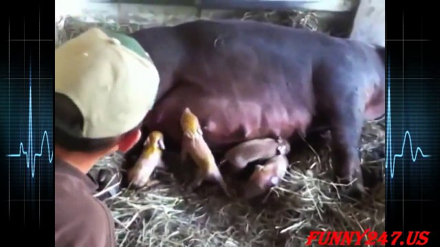 Pigs giving birth ☆ Animals Giving Birth 2015