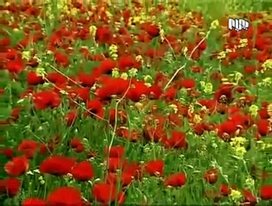 Hawrami 2011