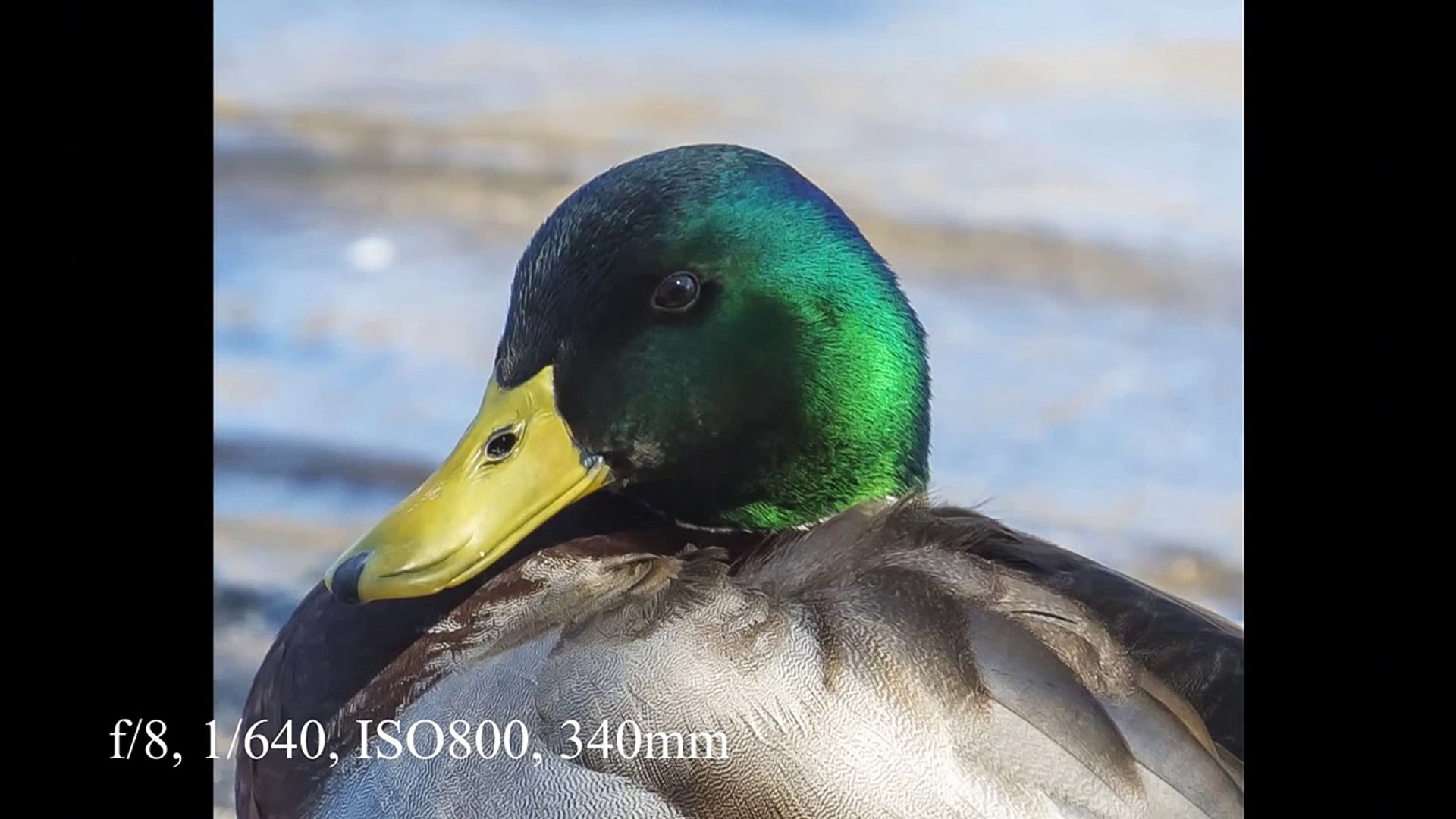 Image Test Nikon D600 With 70 0 F4 Vr And Tc 17e Ii Teleconverter Video Dailymotion