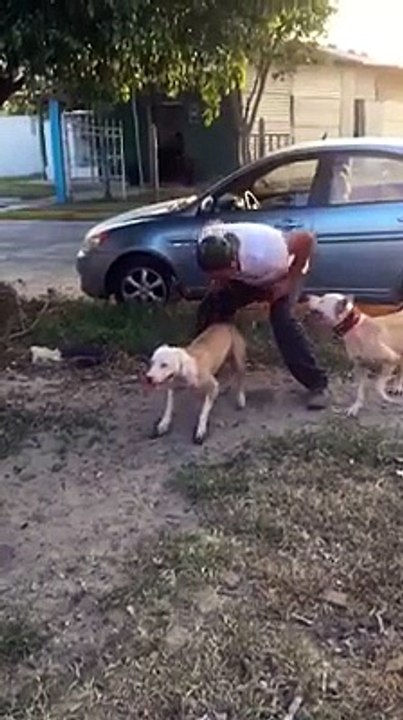 This A Dog Or Super Dog..