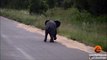 Un bébé éléphant s'amuse avec des oiseaux