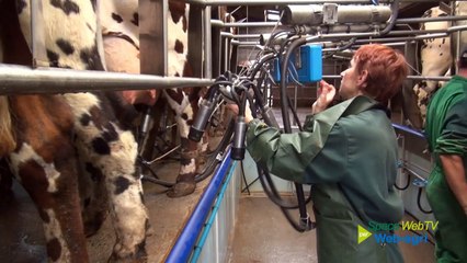 N.Gautier (22) convaincu par le croisement Holstein x Normande