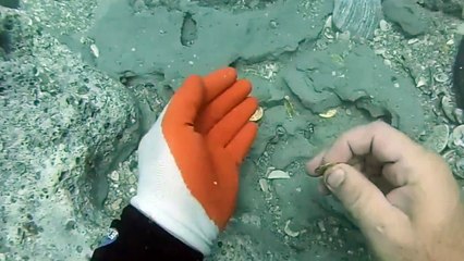 Así encontraron el tesoro español del millón de dólares