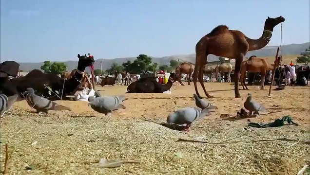 Kediden Harika Bir Performans | Güvercin Avı