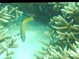 underwater scuba dive at lakshadweep agatti island with nikon p510