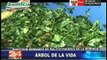 Cultivo de la Moringa en Lambayeque - MINAG - AGRORURAL